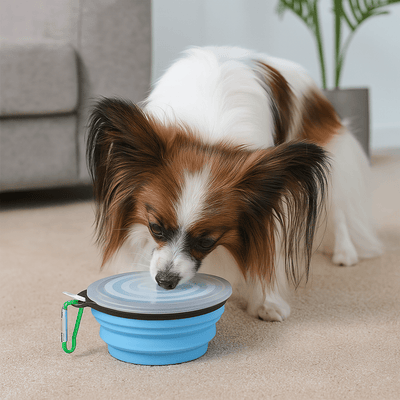 https://cdn.shopify.com/s/files/1/0647/9170/7830/files/duo-de-gamelles-pliantes-pour-chien-5990810.png?v=1777924093