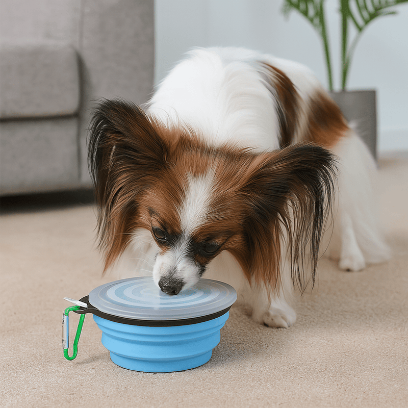https://cdn.shopify.com/s/files/1/0647/9170/7830/files/duo-de-gamelles-pliantes-pour-chien-8839351.webp?v=1777924092