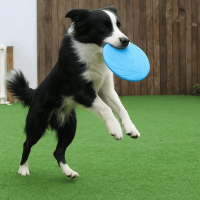 https://cdn.shopify.com/s/files/1/0647/9170/7830/files/frisbee-durable-pour-chien-8324650.png?v=1777923913