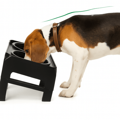 https://cdn.shopify.com/s/files/1/0647/9170/7830/files/gamelle-chien-sureleve-anti-glouton-et-a-eau-2874904.png?v=1777925050
