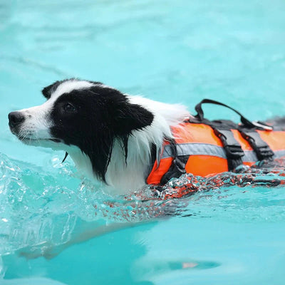 https://cdn.shopify.com/s/files/1/0647/9170/7830/files/gilet-de-sauvetage-reflechissant-pour-chien-5580181.webp?v=1777925528