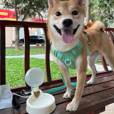 https://cdn.shopify.com/s/files/1/0647/9170/7830/files/gourde-pour-petit-chien-3601878.webp?v=1777923190