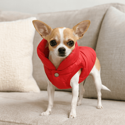 https://cdn.shopify.com/s/files/1/0647/9170/7830/files/grand-manteau-pour-chihuahua-7344683.png?v=1777925111