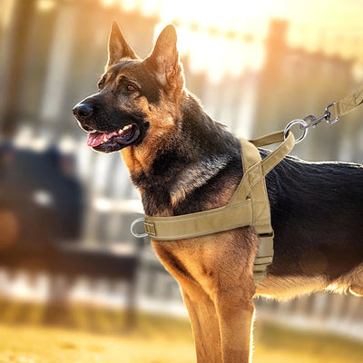 https://cdn.shopify.com/s/files/1/0647/9170/7830/files/harnais-anti-traction-pour-gros-chien-en-y-8681426.webp?v=1777924933