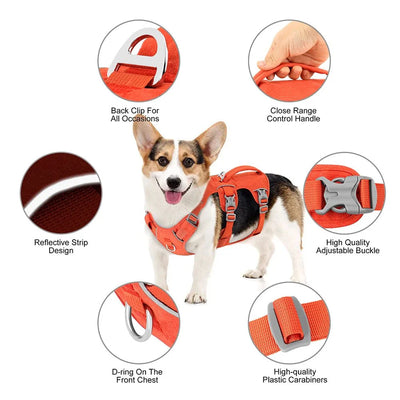 https://cdn.shopify.com/s/files/1/0647/9170/7830/files/harnais-chien-avis-veterinaire-3825750.webp?v=1777923310