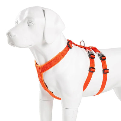 https://cdn.shopify.com/s/files/1/0647/9170/7830/files/harnais-chien-berger-australien-4205496.webp?v=1777923788