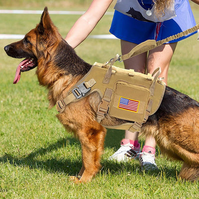 https://cdn.shopify.com/s/files/1/0647/9170/7830/files/harnais-chien-police-4569427.webp?v=1777923610