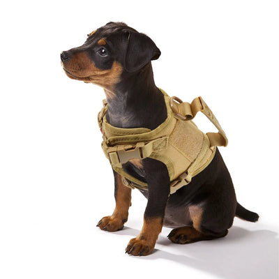 https://cdn.shopify.com/s/files/1/0647/9170/7830/files/harnais-chiot-malinois-2964916.webp?v=1777923675
