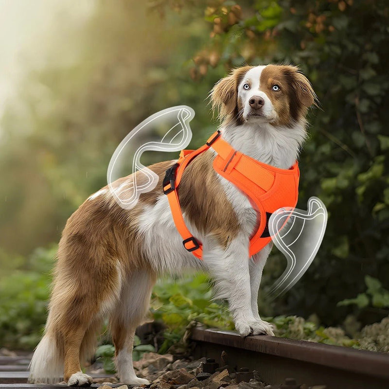 https://cdn.shopify.com/s/files/1/0647/9170/7830/files/harnais-de-voiture-pour-petit-chien-6258907.webp?v=1777924810