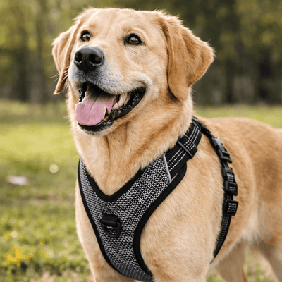 https://cdn.shopify.com/s/files/1/0763/9767/4819/files/harnais-educatif-chien.png?v=1769185892