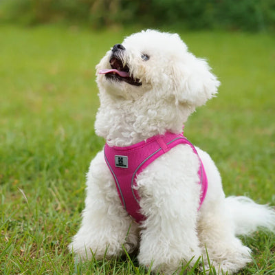 https://cdn.shopify.com/s/files/1/0647/9170/7830/files/harnais-et-laisse-pour-chiot-7882166.webp?v=1777924034