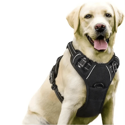 https://cdn.shopify.com/s/files/1/0647/9170/7830/files/harnais-pas-cher-pour-gros-chien-4810912.webp?v=1777923730