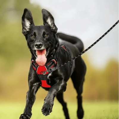 https://cdn.shopify.com/s/files/1/0647/9170/7830/files/harnais-pas-cher-pour-gros-chien-7220077.webp?v=1777923729