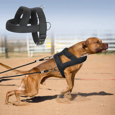 https://cdn.shopify.com/s/files/1/0647/9170/7830/files/harnais-pour-chien-en-y-molletonne-8889555.webp?v=1777924270