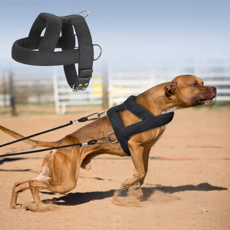 https://cdn.shopify.com/s/files/1/0647/9170/7830/files/harnais-pour-chien-en-y-molletonne-3209224.webp?v=1777924270