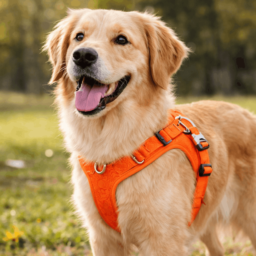 https://cdn.shopify.com/s/files/1/0763/9767/4819/files/harnais-reglable-pour-chien-labrador.png?v=1769184978