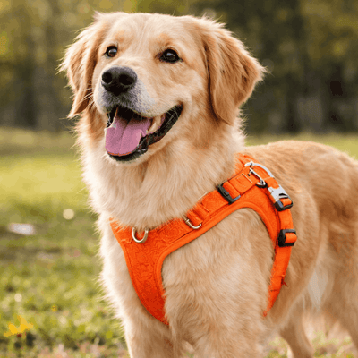 https://cdn.shopify.com/s/files/1/0763/9767/4819/files/harnais-reglable-pour-chien-labrador.png?v=1769184978