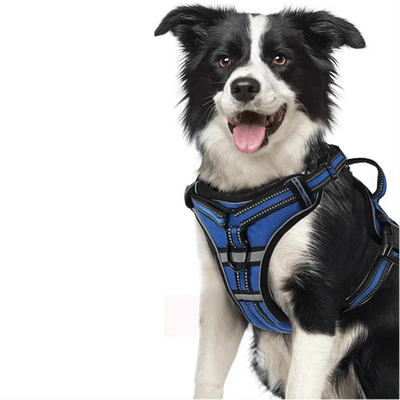 https://cdn.shopify.com/s/files/1/0647/9170/7830/files/harnais-rembourre-en-y-avec-poignee-chien-5644418.webp?v=1777924700