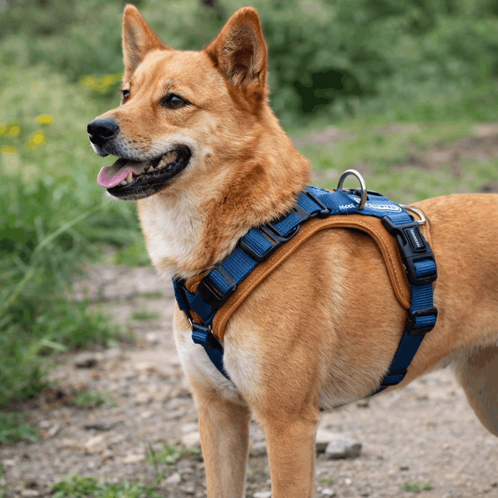 https://cdn.shopify.com/s/files/1/0763/9767/4819/files/harnais-resistant-pour-chien.png?v=1769185372