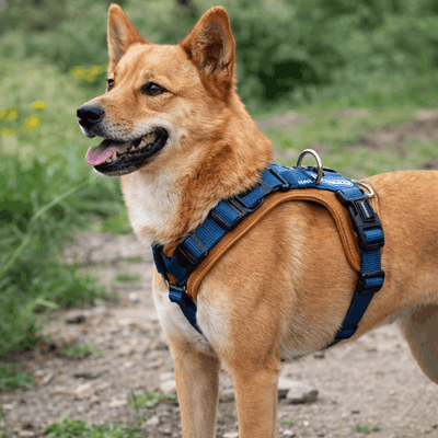 https://cdn.shopify.com/s/files/1/0763/9767/4819/files/harnais-resistant-pour-chien.png?v=1769185372