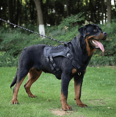 https://cdn.shopify.com/s/files/1/0647/9170/7830/files/harnais-tactique-militaire-chien-6302239.png?v=1777923251
