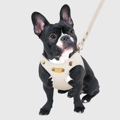 https://cdn.shopify.com/s/files/1/0763/9767/4819/files/harnais_chien_cuir_bouledogue.png?v=1770640872