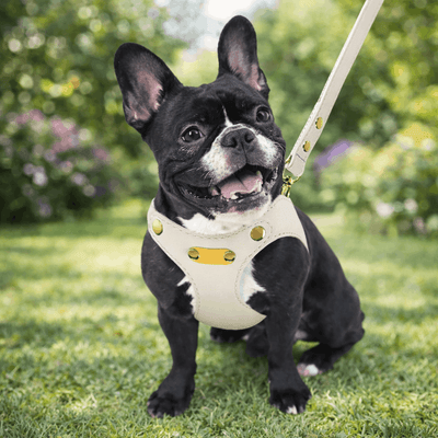 https://cdn.shopify.com/s/files/1/0763/9767/4819/files/harnais_chien_cuir_bouledogue_noir.png?v=1770641005
