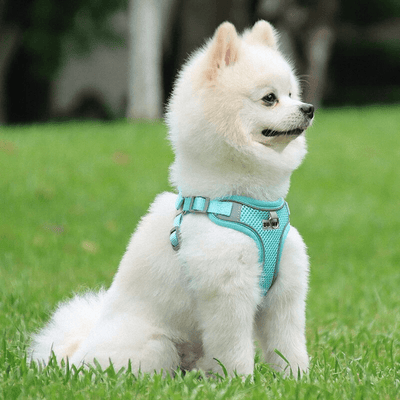https://cdn.shopify.com/s/files/1/0763/9767/4819/files/harnais_confort_chien_samoyede.png?v=1699451251