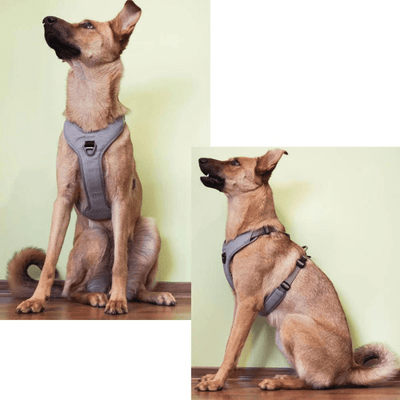 https://cdn.shopify.com/s/files/1/0763/9767/4819/files/harnais_educatif_chien_malinois.png?v=1769185892