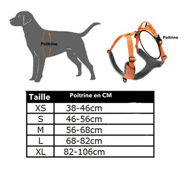 https://cdn.shopify.com/s/files/1/0763/9767/4819/files/harnais_educatif_chien_taille.png?v=1769185892