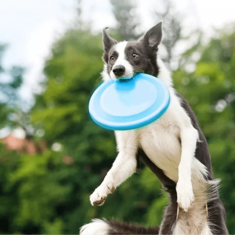 https://cdn.shopify.com/s/files/1/0763/9767/4819/files/jouet_pour_chien_grand_frisbee_border_collie.png?v=1709570340