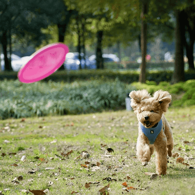 https://cdn.shopify.com/s/files/1/0763/9767/4819/files/jouet_pour_chien_grand_frisbee_caniche.png?v=1709570340