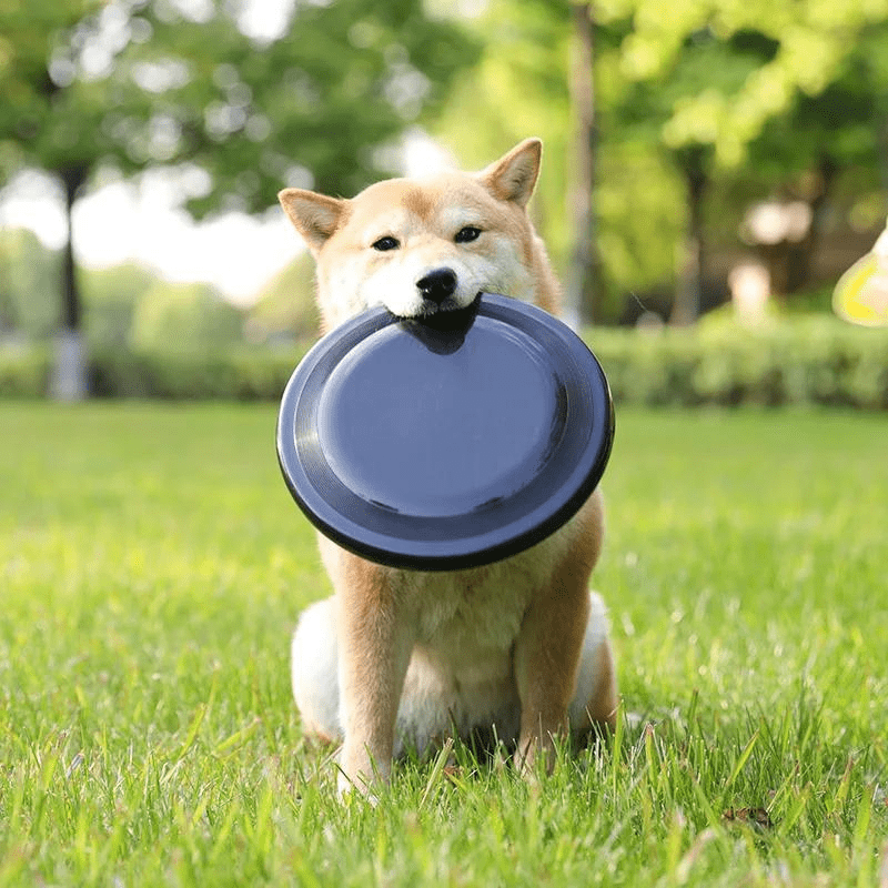https://cdn.shopify.com/s/files/1/0763/9767/4819/files/jouet_pour_chien_grand_frisbee_border_collie.png?v=1709570340