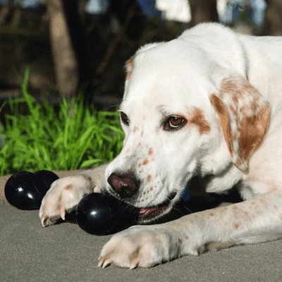 https://cdn.shopify.com/s/files/1/0763/9767/4819/files/kong_os_chien_noir_labrador.png?v=1699542423