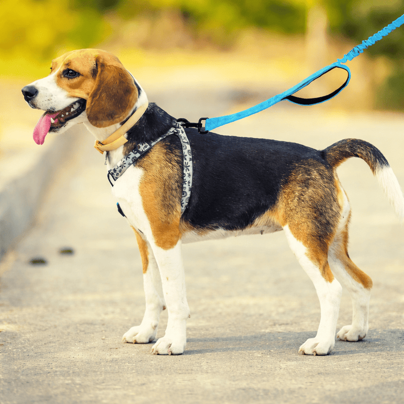https://cdn.shopify.com/s/files/1/0647/9170/7830/files/laisse-canicross-petit-chien-2369953.webp?v=1777923616