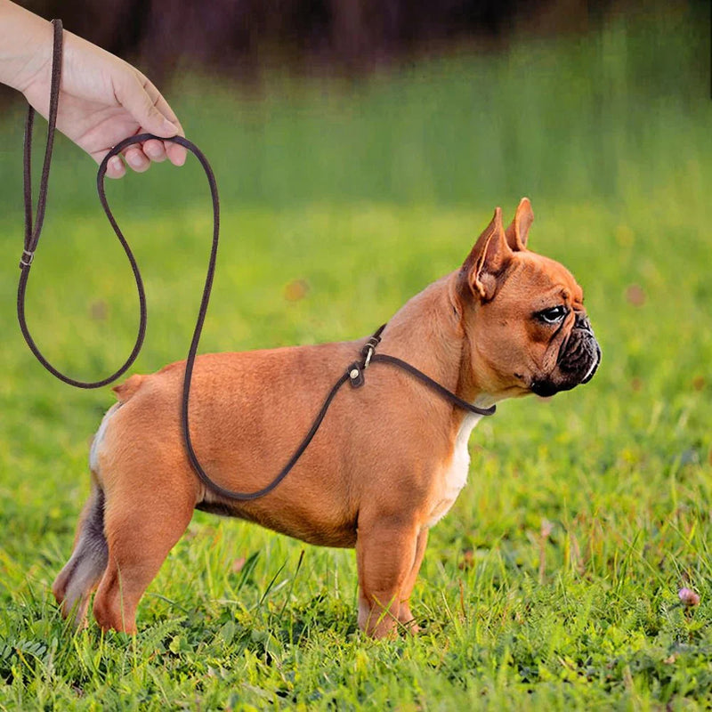 https://cdn.shopify.com/s/files/1/0647/9170/7830/files/laisse-lasso-cuir-7125078.webp?v=1777923131