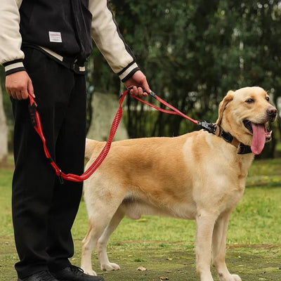 https://cdn.shopify.com/s/files/1/0647/9170/7830/files/laisse-pour-chien-indestructible-1023844.webp?v=1777923573