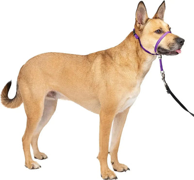 https://cdn.shopify.com/s/files/1/0647/9170/7830/files/licol-ajustable-en-nylon-6788914.webp?v=1777924995