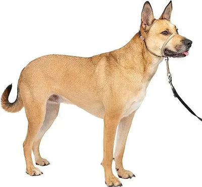 https://cdn.shopify.com/s/files/1/0647/9170/7830/files/licol-ajustable-en-nylon-9369803.webp?v=1777924993