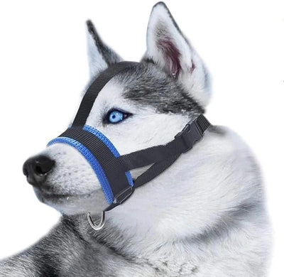 https://cdn.shopify.com/s/files/1/0647/9170/7830/files/licol-dentrainement-pour-chien-4823602.webp?v=1777924871