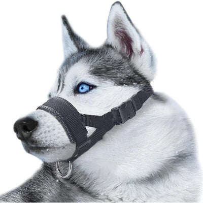 https://cdn.shopify.com/s/files/1/0647/9170/7830/files/licol-dentrainement-pour-chien-7623810.webp?v=1777924872