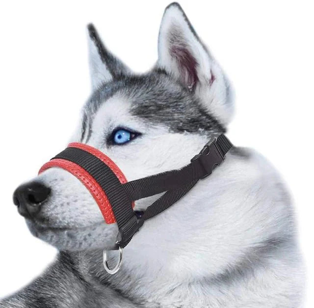 https://cdn.shopify.com/s/files/1/0647/9170/7830/files/licol-dentrainement-pour-chien-7623810.webp?v=1777924872