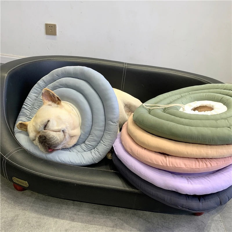 Collerette chien maison
