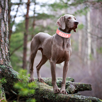Collier Cuir Personnalisé Renforcé Gros Chien - Gros-Chien.com