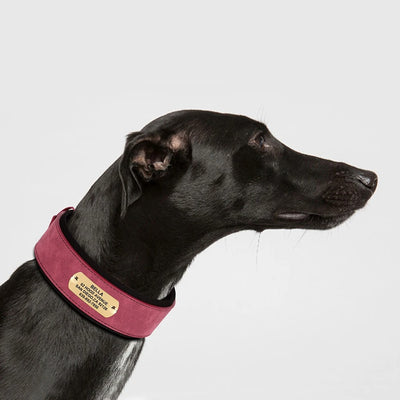 Collier Cuir Personnalisé Renforcé Gros Chien - Gros-Chien.com