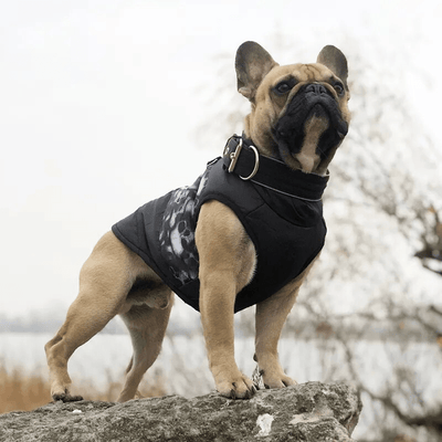 https://cdn.shopify.com/s/files/1/0763/9767/4819/files/manteau_de_pluie_pour_chien_bouledogue.png?v=1759944581
