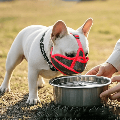 https://cdn.shopify.com/s/files/1/0763/9767/4819/files/museliere_bouledogue_francais_boire_eau.png?v=1762349192