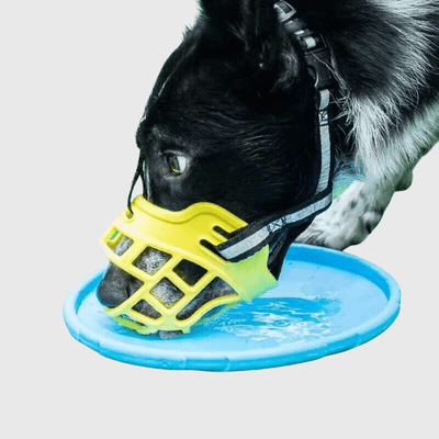 https://cdn.shopify.com/s/files/1/0763/9767/4819/files/museliere_chien_baskerville_eau.png?v=1756229743