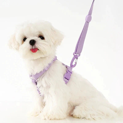 https://cdn.shopify.com/s/files/1/0647/9170/7830/files/petit-harnais-pour-chihuahua-5096852.webp?v=1777924811