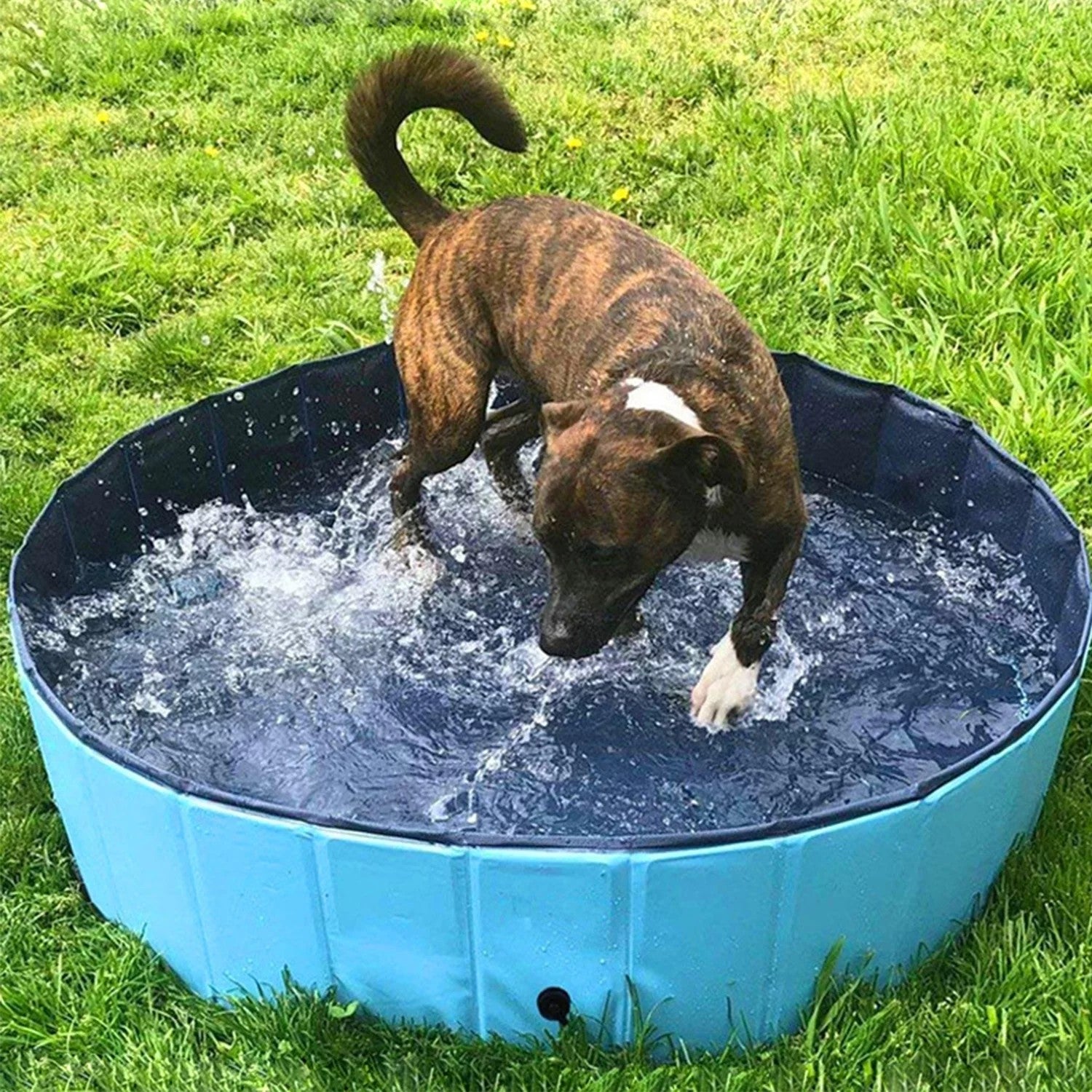 PISCINE POUR CHIEN XXL - Gros-Chien.com